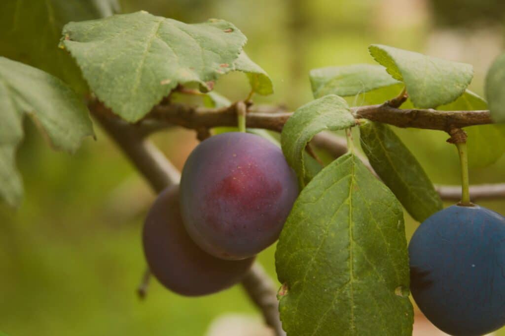 kreegid-rippuvad-puuoksal