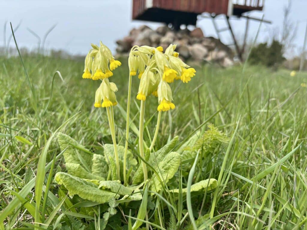 kollased-nurmenukud saaremaalt-