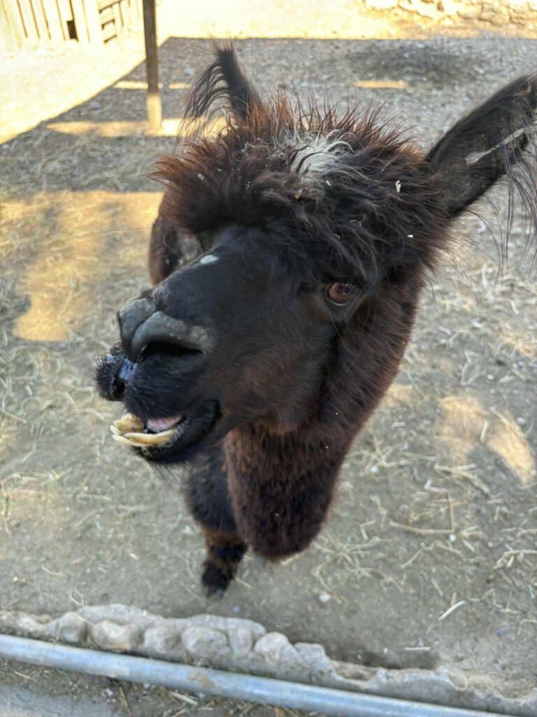 sobralik alpaka rhodose Farma of Rhode loomaaiast